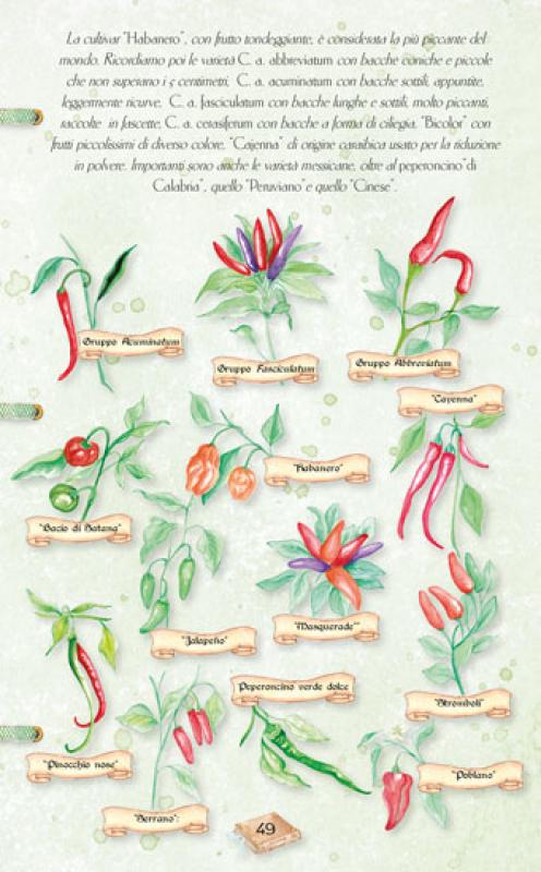 Herbarium delle aromatiche l'utilizzo delle piante aromatiche e delle preziose spezie Dal giardino dei semplici dei conventi 